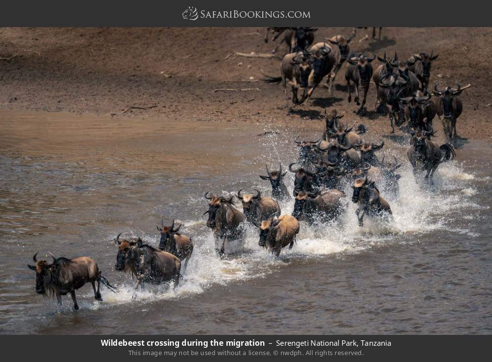 Wildebeest crossing during the migration in Serengeti National Park, Tanzania