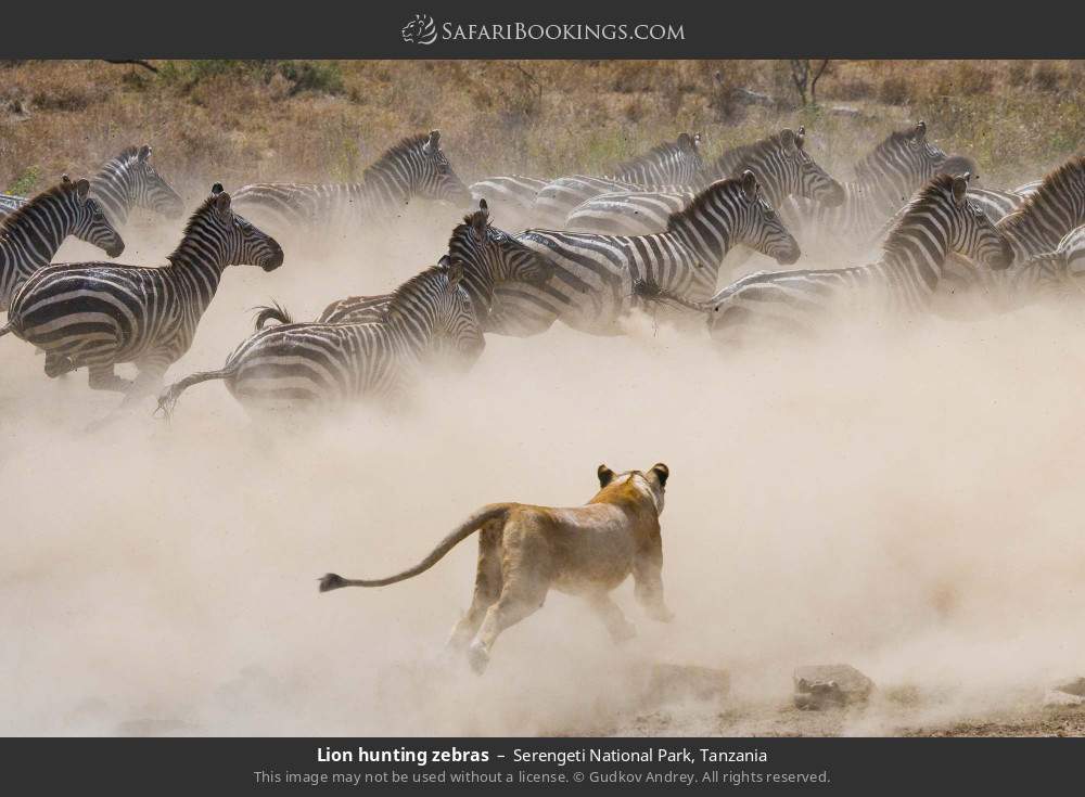 Lion hunting zebras in Serengeti National Park, Tanzania