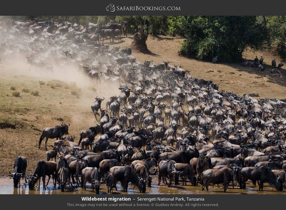 Wildebeest migration in Serengeti National Park, Tanzania