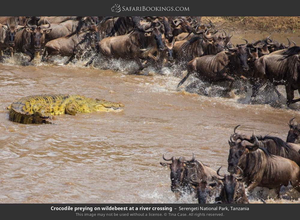 Crocodile preying on wildebeest at a river crossing in Serengeti National Park, Tanzania