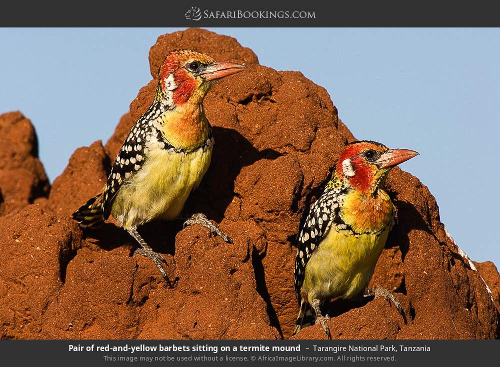 Pair of red-and-yellow barbets sitting on a termite mound in Tarangire National Park, Tanzania