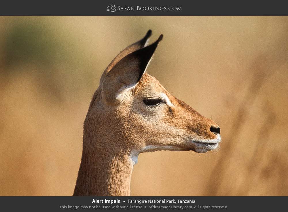 Alert impala in Tarangire National Park, Tanzania