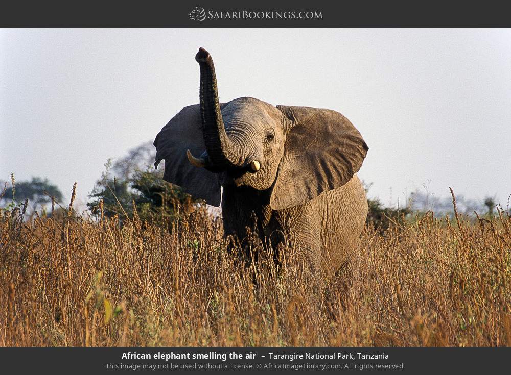 African elephant smelling the air in Tarangire National Park, Tanzania