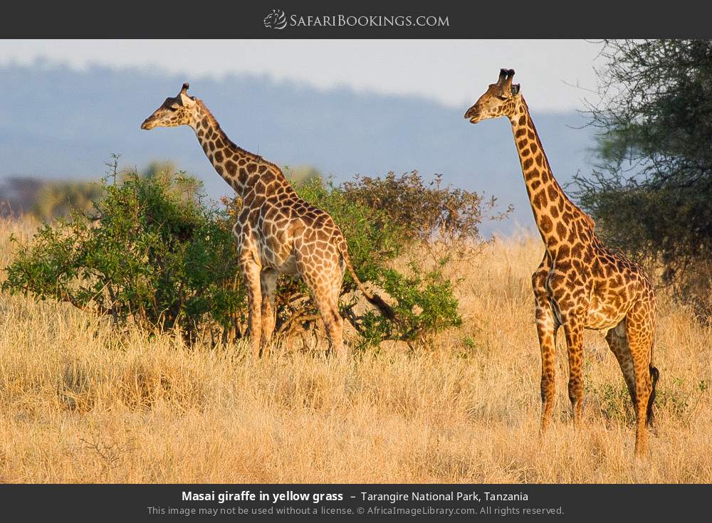 Masai giraffe in yellow grass in Tarangire National Park, Tanzania