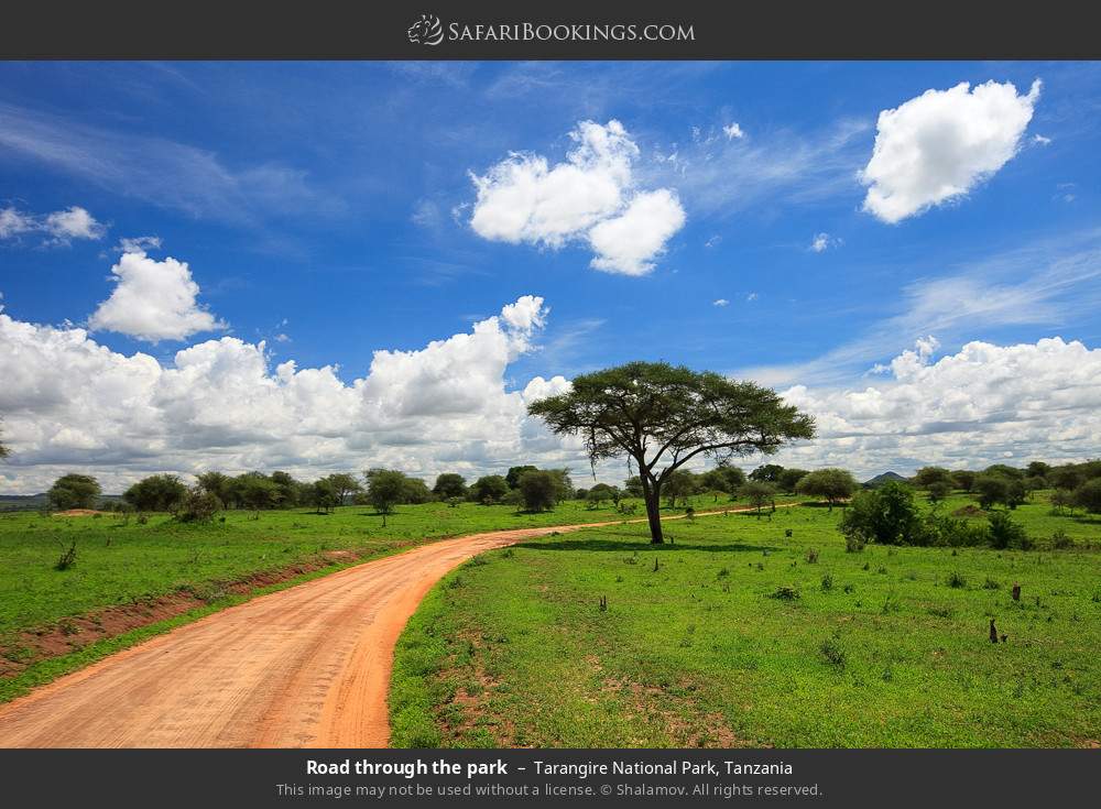 Road through the park in Tarangire National Park, Tanzania