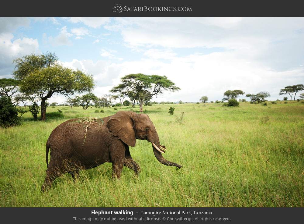 Elephant walking in Tarangire National Park, Tanzania