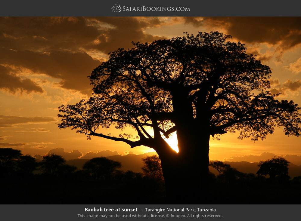 Baobab tree at sunset in Tarangire National Park, Tanzania