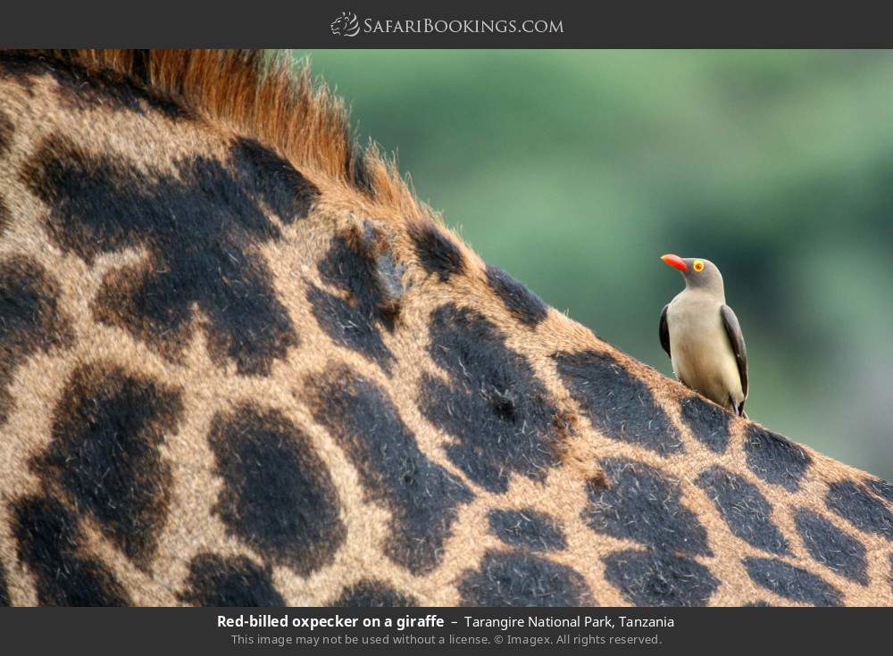 Red-billed oxpecker on a giraffe in Tarangire National Park, Tanzania