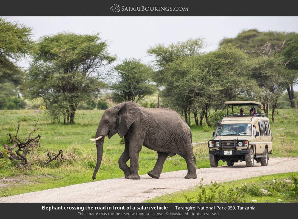 Elephant crossing the road in front of a safari vehicle in Tarangire_National_Park_050, Tanzania