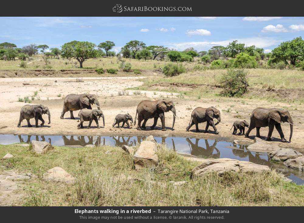 Elephants walking in a riverbed in Tarangire National Park, Tanzania