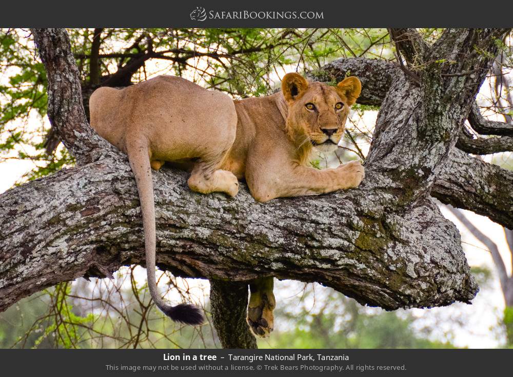 Lion in a tree in Tarangire National Park, Tanzania