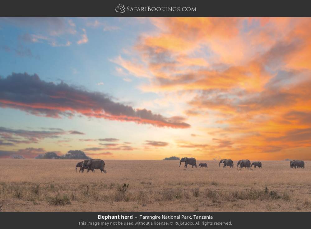 Elephant herd in Tarangire National Park, Tanzania
