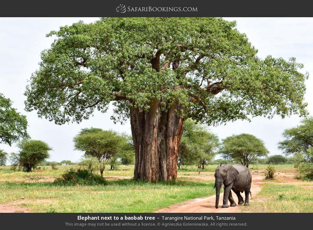 Elephant next to a baobab tree in Tarangire National Park, Tanzania