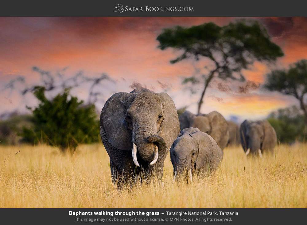 Elephants walking through the grass in Tarangire National Park, Tanzania