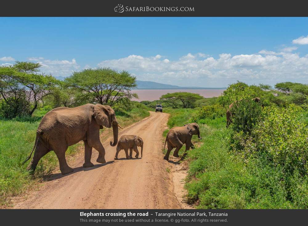 Elephants crossing the road in Tarangire National Park, Tanzania