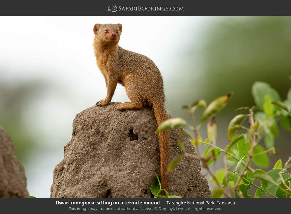 Dwarf mongoose sitting on a termite mound in Tarangire National Park, Tanzania