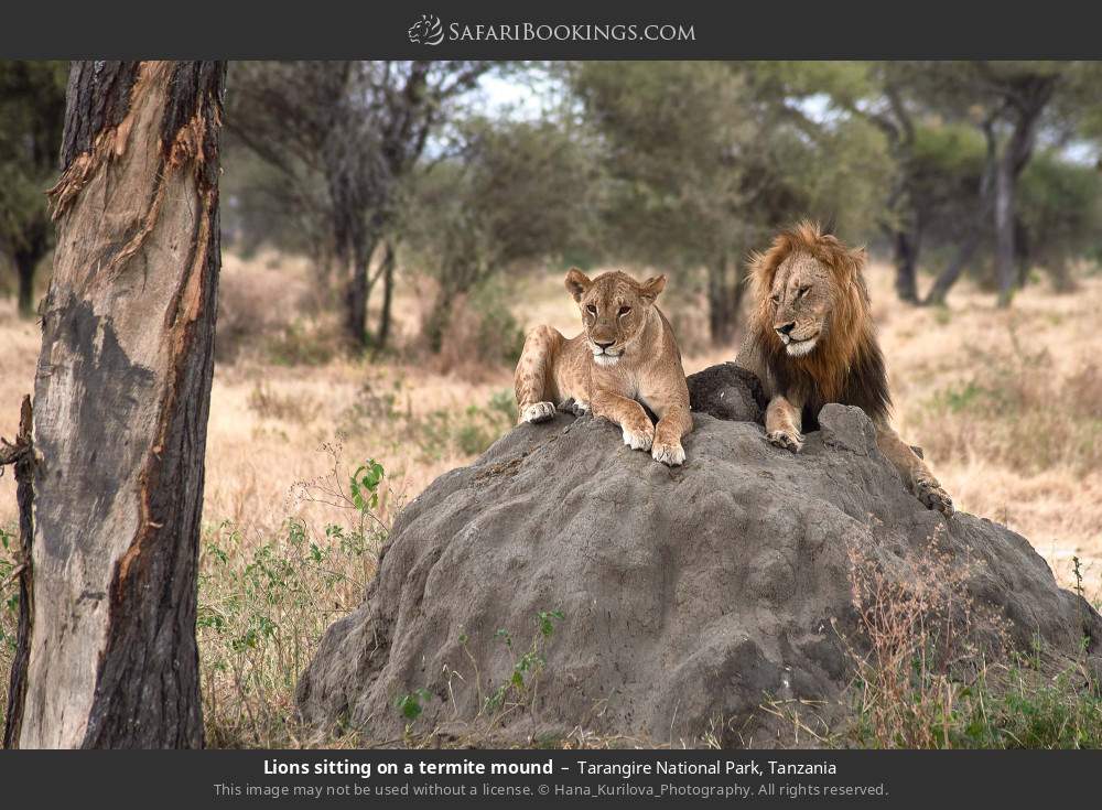 Tanzania Safari Day Hiking Canoeing Wildlife Experience