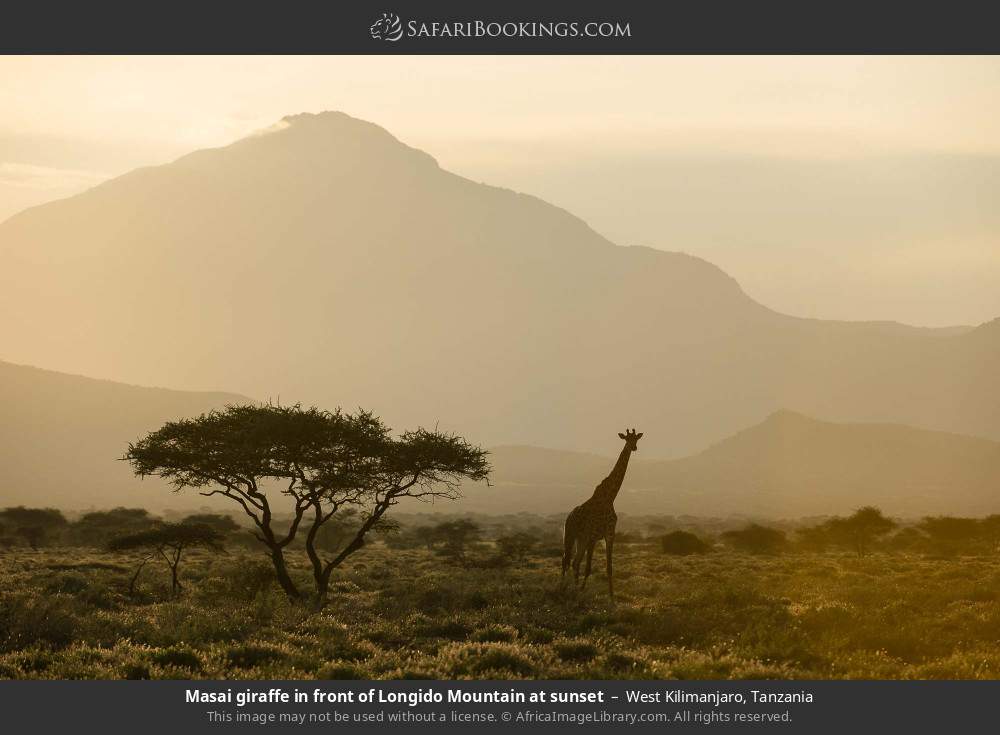 Masai giraffe in front of Longido Mountain at sunset in West Kilimanjaro, Tanzania