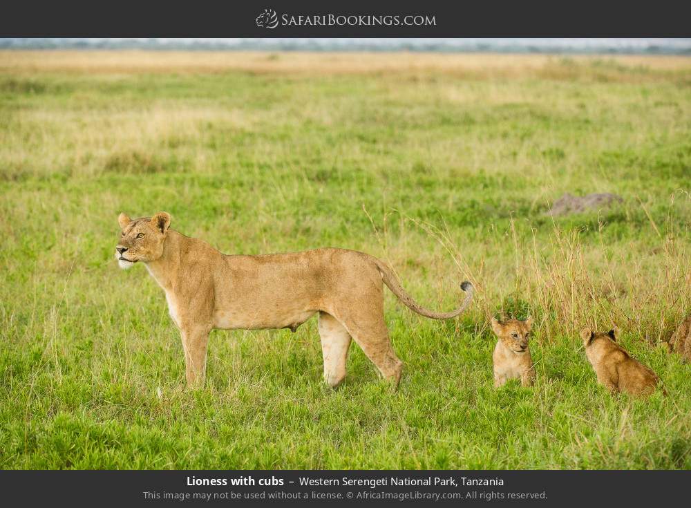 Lioness with cubs in Western Serengeti National Park, Tanzania