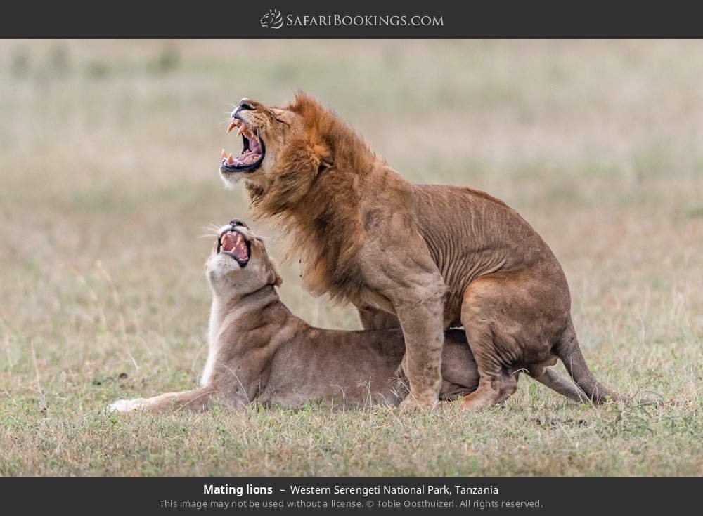 Mating lions in Western Serengeti National Park, Tanzania