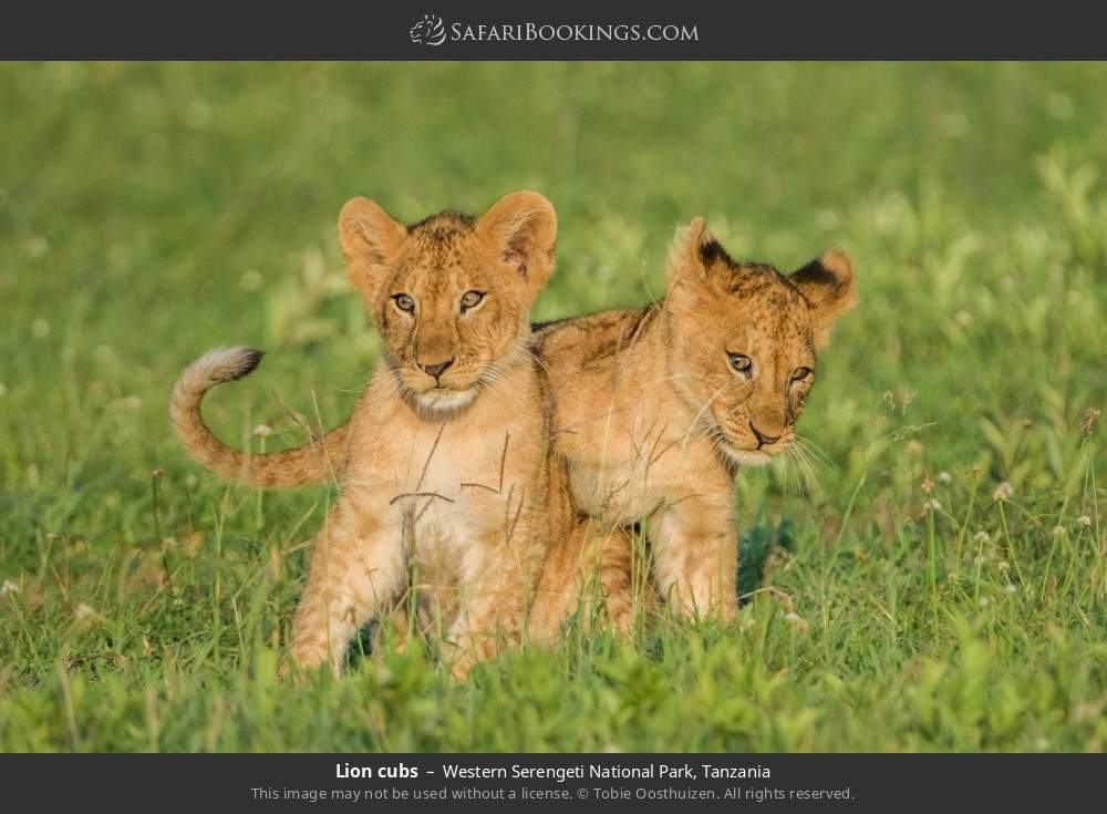 Lion cubs in Western Serengeti National Park, Tanzania