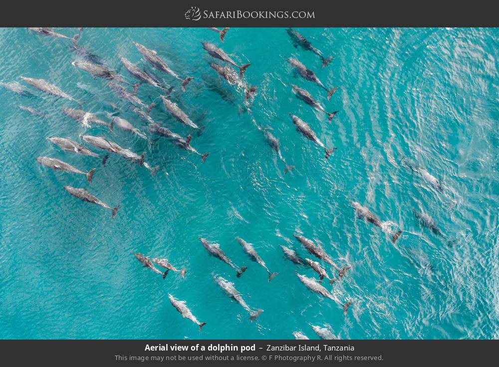 Aerial view of a dolphin pod in Zanzibar Island, Tanzania