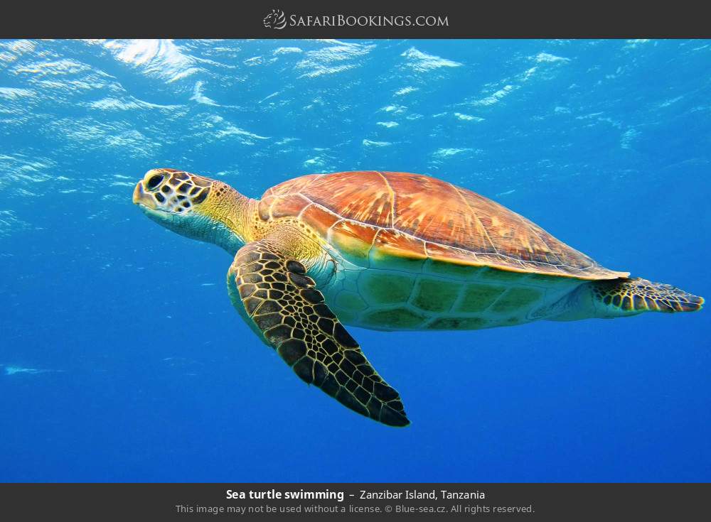 Sea turtle swimming in Zanzibar Island, Tanzania