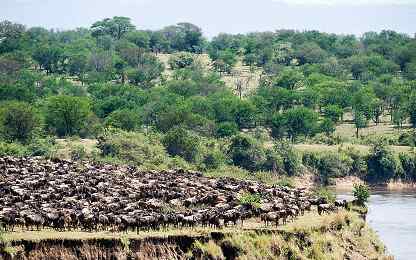 Wildebeest migration at the Mara River, Serengeti National Park, Tanzania