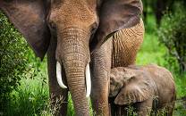 Tarangire National Park
