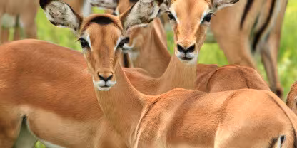 Mikumi National Park