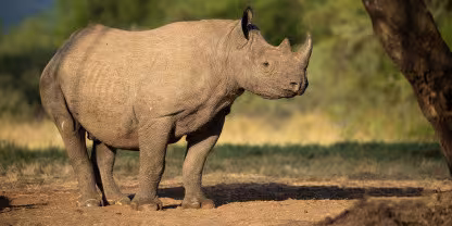 Mkomazi National Park