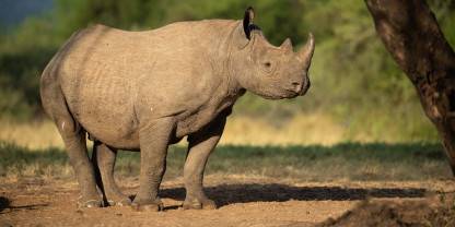 Mkomazi National Park