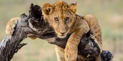 Nyerere National Park