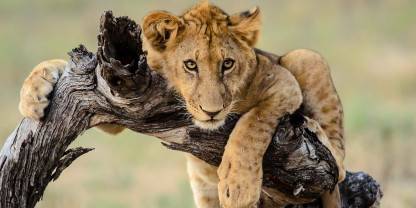 Nyerere National Park