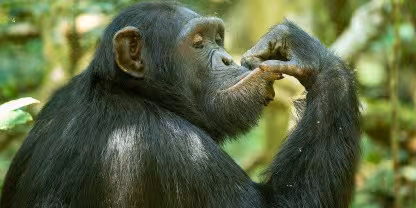 Rubondo Island National Park