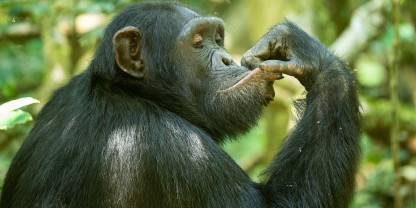 Rubondo Island National Park