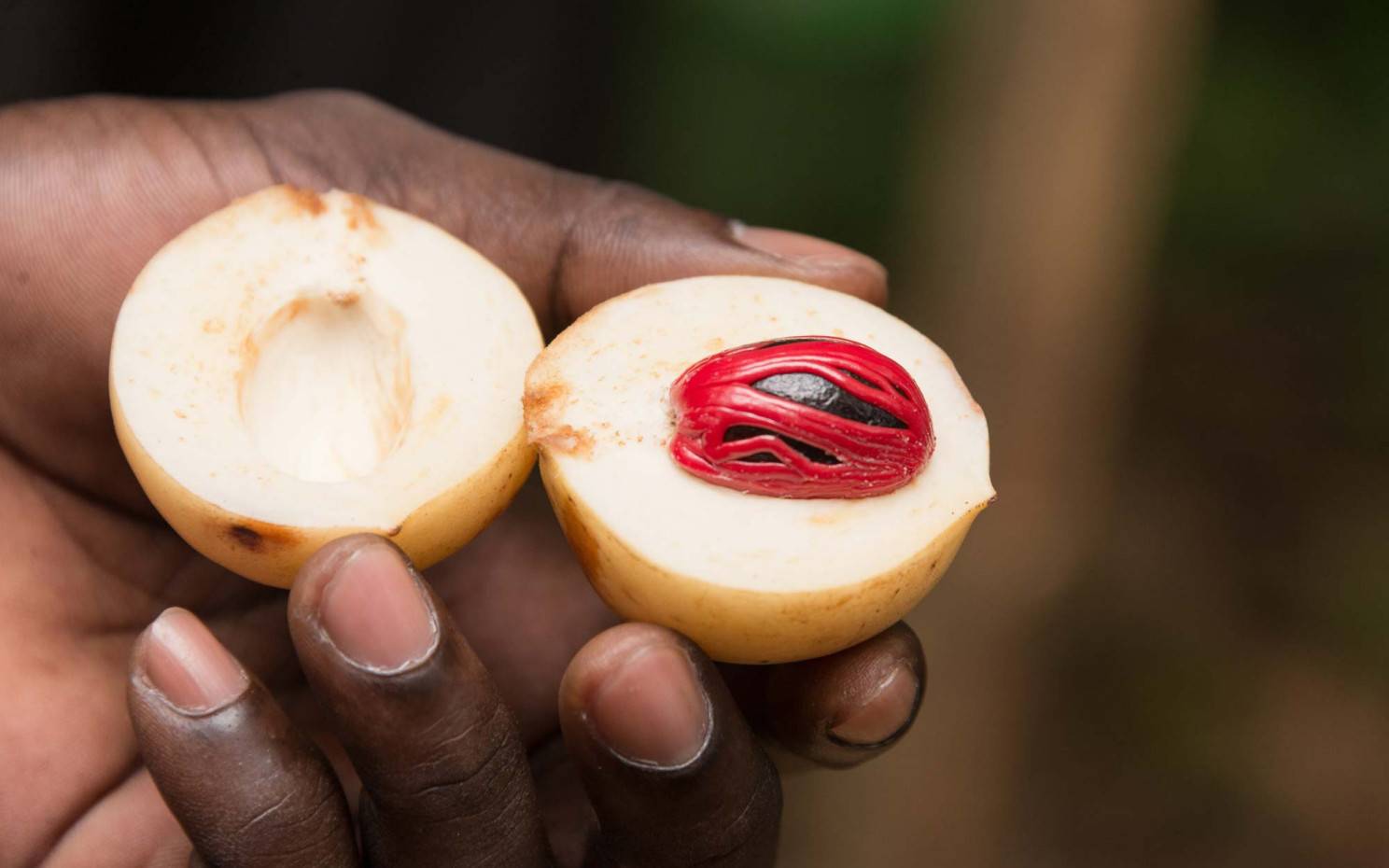 Farm worker on a spice plantation presenting freshly harvested nutmeg and mace