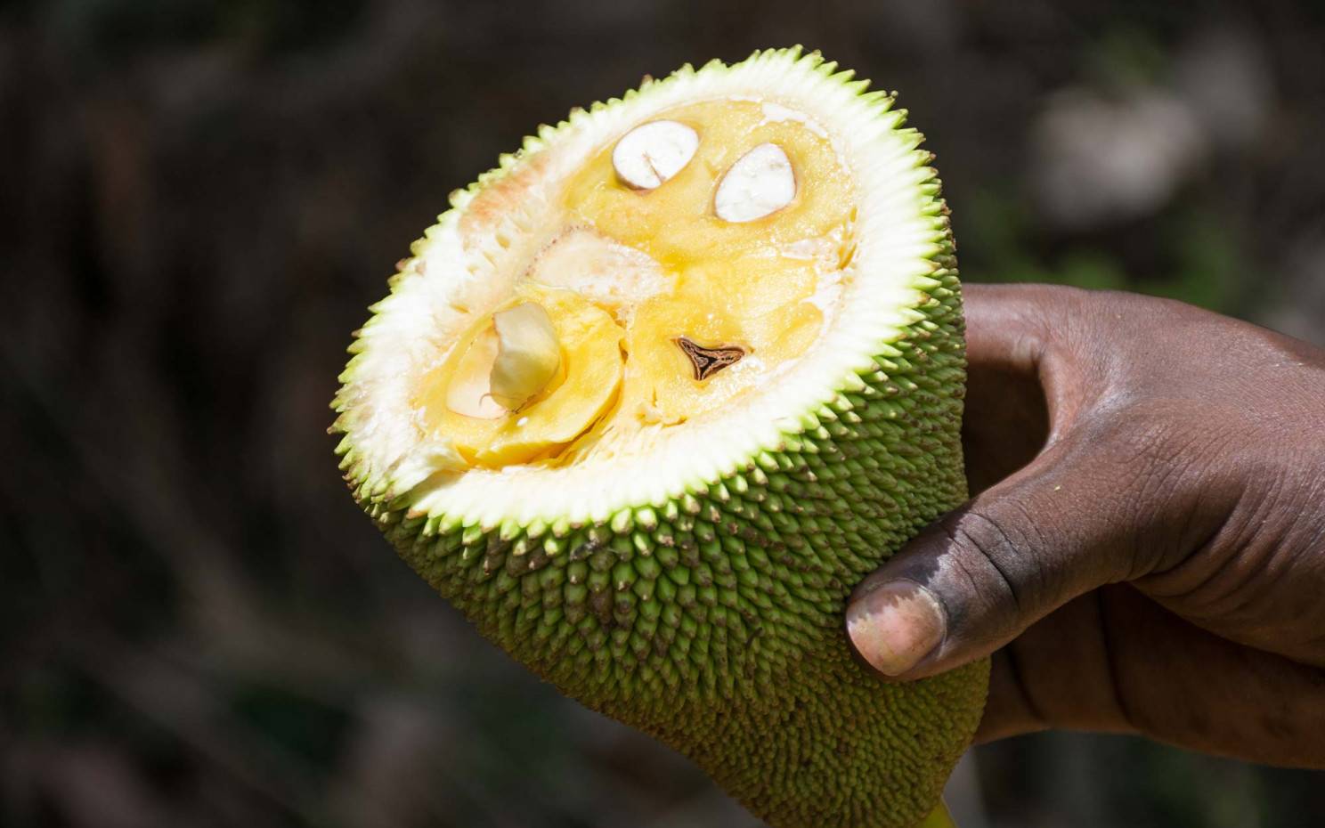 Man peeling jackfruit