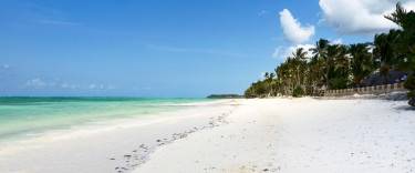 Palm-lined beach