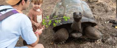 People feeding and Aldadra giant tortoise on Changuu Island