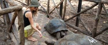 Visitor interacting with Aldabra giant tortoises