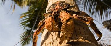 Giant coconut crab