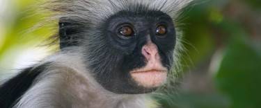 Kirk's red colobus monkey