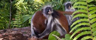 Kirk's red colobus monkeys