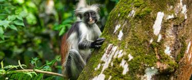 Zanzibar red colobus