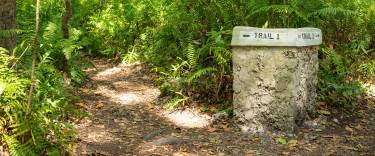 Forest trail through mahogany trees