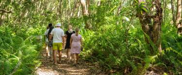 Tourists walking in Jozani Forest