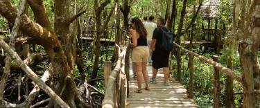 The mangrove walk in Jozani Chwaka-Bay National Park