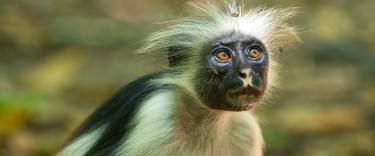 Zanzibar red colobus