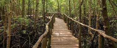 Mangrove boardwalk